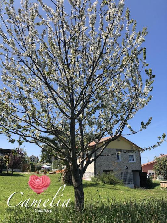 Camelia Casina Rural Villa Albuerne Kültér fotó